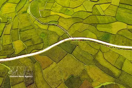 Des paysages de rizières à couper le souffle dans la province de Son La