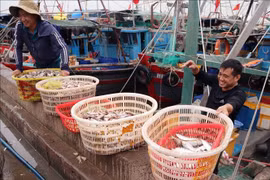 Des bateaux de pêche accostent au port de pêche de Ngoc Hai, dans le quartier de Do Son, à Hai Phong. Photo : VNA