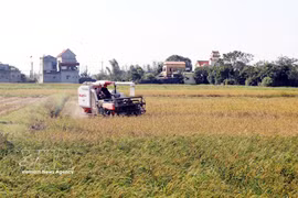 Récolte du riz dans la commune de Xuan Giang, province de Ninh Binh. Photo : VNA
