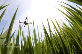 Le secteur agricole vietnamien connaît actuellement une transformation profonde vers un modèle de croissance verte. Photo: VNA