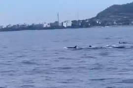 Un banc de dauphins fait apparition près de l'île de Ly Son, province de Quang Ngai. Photo: capture d'écran d'une vidéo