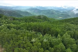 La zone des plantations de grands arbres dans la commune de Van Canh, province de Gia Lai. Photo : VNA
