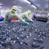 Les produits à base de crevettes sont surgelés selon la technologie IQF, garantissant ainsi le respect des normes d'exportation. Photo : VNA
