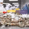 Au cours des neuf premiers mois de 2026, les exportations vietnamiennes de crevettes génèrent 3,7 milliards de dollars. Photo: baodautu.vn