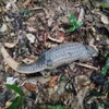Le pangolin de Java a été relâché dans son habitat naturel. Photo: Centre de sauvetage, de conservation et de développement des créatures