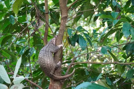 Le pangolin de 2,5 kg a été relâché dans son habitat naturel. Photo: VNA