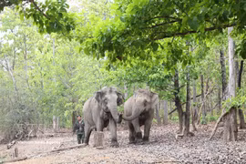 Les éléphants en bonne santé évoluent librement dans leur habitat naturel, témoignant de la réussite des efforts de conservation menés par le Centre de conservation des éléphants, de sauvetage des animaux et de gestion forestière de la province de Dak Lak. Photo: VNA