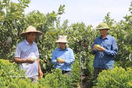 Les produits agricoles de la commune de Khanh Trung, dans la province de Ninh Binh, ont obtenu la certification OCOP, contribuant ainsi à l'augmentation des revenus et au développement des marques locales. Photo : VNA