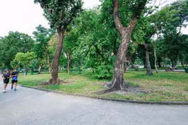 Le parc Le Van Tam est un espace où des investissements dans le développement d'un parking souterrain pourraient être réalisés afin de compléter l'espace constructible et d'accroître la capacité des infrastructures de la ville Photo : VNA