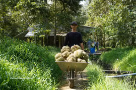 Le durian est l’un des principaux fruits d’exportation du Vietnam vers le marché chinois. (Photo : VNA)