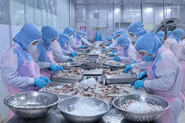 Transformation de poulpes destinés à l'exportation par la société Huy Nam, dans la province d'An Giang. Photo : VNA