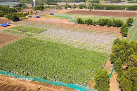 Le modèle de culture maraîchère conforme aux normes VietGAP mis en œuvre par les agriculteurs de la commune d'An Phu, province de Quang Ngai, s'est avéré très efficace. Photo : VNA