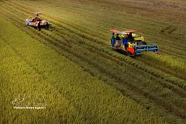 Récolte de riz de haute qualité dans la commune de Vi Thuy, ville de Can Tho. Photo : VNA
