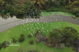 Le jardin ornithologique de Thung Nham se situe dans la zone écotouristique de Thung Nham, dans le quartier de Nam Hoa Lu, province de Ninh Binh. Photo : VNA