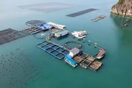 Ferme marine de haute technologie du groupe STP à Van Don, province de Quang Ninh. Photo : nhandan.vn