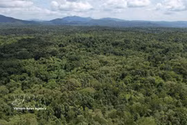 La Réserve naturelle d’Ea So, dans la province de Dak Lak (Centre). Photo: VNA