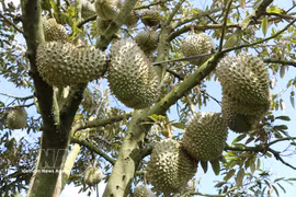 La qualité du durian de Lam Dong s'améliore constamment grâce à des processus de production standardisés, au contrôle de la sécurité alimentaire et à la traçabilité. Photo: VNA
