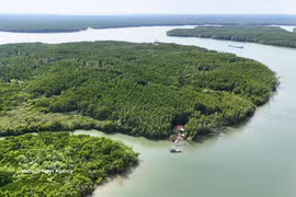 La mangrove de Can Gio, un écosystème crucial de « puits de carbone », contribue à la génération de crédits carbone pour le fonctionnement du marché du carbone vietnamien. Photo : VNA