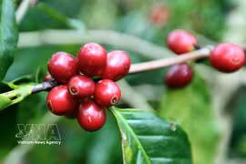 Au cours des neuf premiers mois de 2026, le Vietnam a exporté environ 1,4 million de tonnes de café, pour une valeur de 6,54 milliards de dollars. Photo: VNA