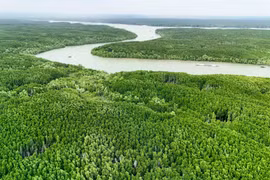 Le développement des forêts côtières au service de l’économie verte