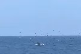 Apparition d’une baleine géante dans la baie de Nha Trang : un signe encourageant pour l’écosystème marin