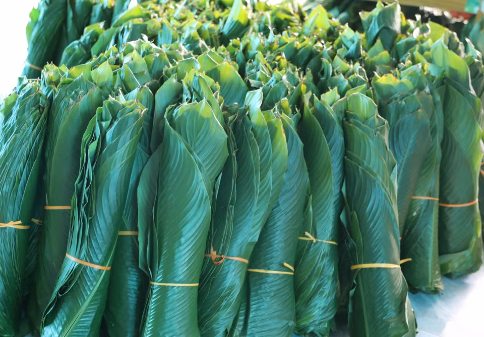 De larges feuilles de dong d’un vert éclatant contribuent à préserver toute la saveur traditionnelle du "bánh chưng". Photo : VNA.