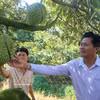 Dans le cadre de son engagement à atteindre la neutralité carbone d’ici 2050, le Vietnam accélère la transition de son secteur agricole vers des modes de production plus technologiques et moins émetteurs. Photo: VNA
