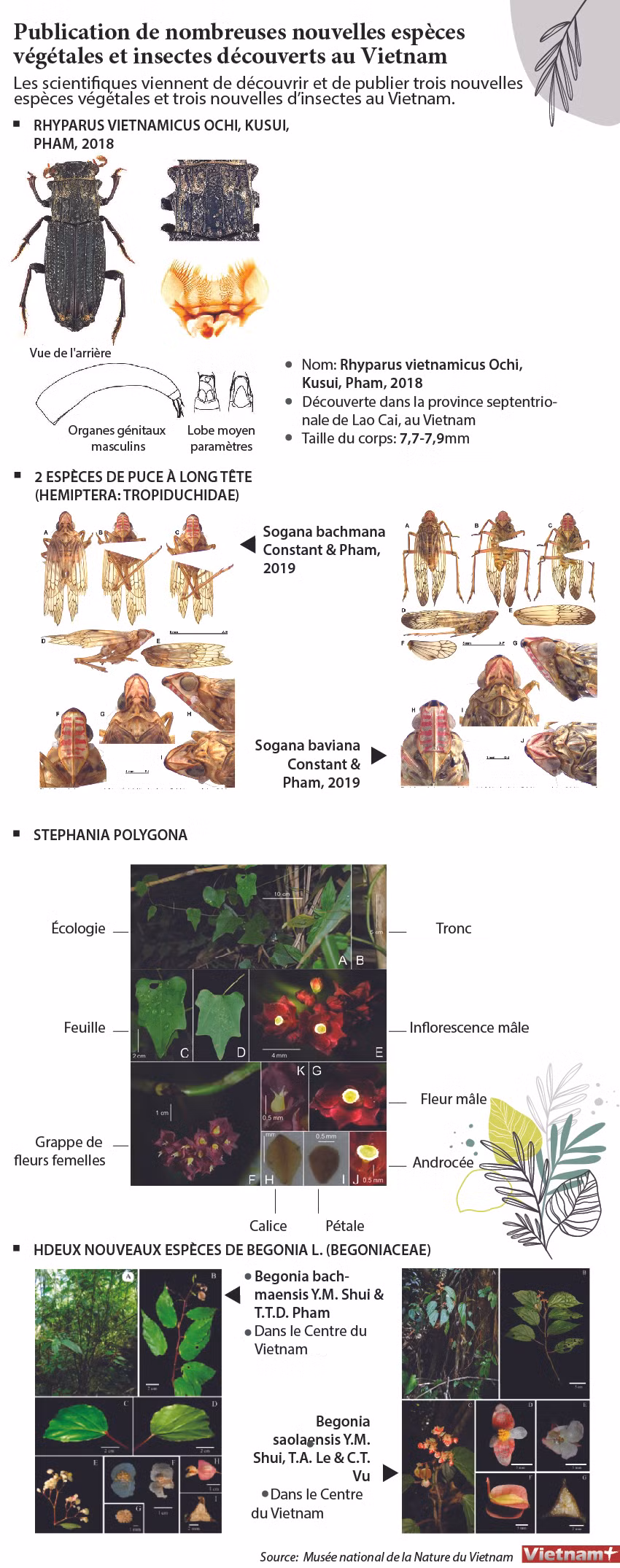 Publication de nombreuses nouvelles espèces végétales et insectes découverts au Vietnam ảnh 1