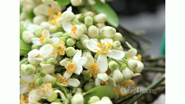 Les Hanoïens ont l’habitude d’acheter des fleurs de pamplemousse pour rendre culte aux ancêtres ou les mettre dans un petit pot à fleurs, embaumer le thé …