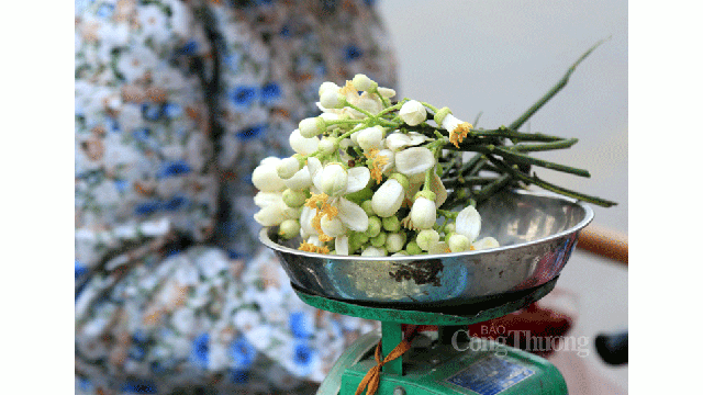 Les fleurs de pamplemousse sont d’apparence simple mais leur parfum est remarquable et ensorcelant.