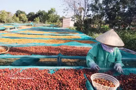 Au cours des huit premiers mois de 2026, le Vietnam a exporté près de 1,7 million de tonnes de café pour plus de 6 milliards de dollars. Photo: VNA
