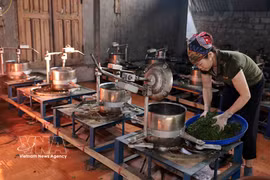 La coopérative agricole Lien Minh dans la province de Thai Nguyen offre un emploi stable à des centaines de ses membres. Photo: VNA
