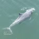 Actualité de la semaine : Des dauphins aperçus au large de l’île de Cai Chien