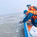 Relâche d'une tortue olivâtre en mer à Ca Mau. Photo: VNA