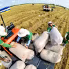 Face à une concurrence internationale, la filière riz doit élargir ses débouchés et renforcer la valeur de sa marque. Photo : VNA