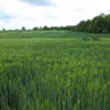 Un champ de blé vert à Mersebourg, en Saxe-Anhalt (Allemagne). Photo diffusée par la VNA