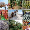 Selon le ministère de l’Agriculture et de l’Environnement, les exportations vietnamiennes de produits agricoles, sylvicoles et aquatiques ont atteint près de 49,31 milliards de dollars au cours des huit premiers mois de 2026, soit une hausse de 7% sur un an. 