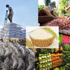 Selon le ministère de l’Agriculture et de l’Environnement, les exportations vietnamiennes de produits agricoles, sylvicoles et aquatiques ont atteint près de 49,31 milliards de dollars au cours des huit premiers mois de 2026, soit une hausse de 7% sur un an. Photo: NN