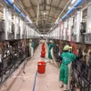 Collecte de lait à la ferme laitière de Vinamilk, située dans la zone d'élevage centralisée de Nhon Tân, dans la commune d'An Nhon Tây, province de Gia Lai. Photo : VNA