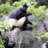 Des recensements récents indiquent que le pays abrite entre 562 et 570 langurs de Delacour répartis en 81 à 82 groupes, dont environ 95% sont concentrés dans la province de Ninh Binh.