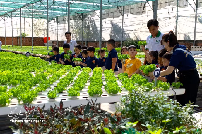 Visite d’un modèle de culture maraîchère de haute technologie à la coopérative agricole Tuan Ngoc, à Hô Chi Minh-Ville. Photo : VNA