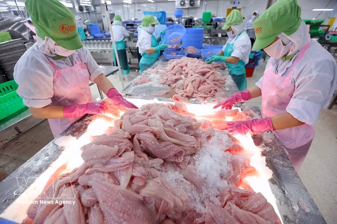 Les exportations aquatiques progressent de 12,3 %, à 9,17 milliards de dollars. Photo: VNA