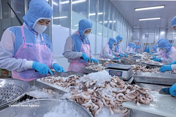 Transformation de poulpes destinés à l’exportation vers le marché japonais au sein de l’entreprise Huy Nam, dans la province d’An Giang. Photo: VNA