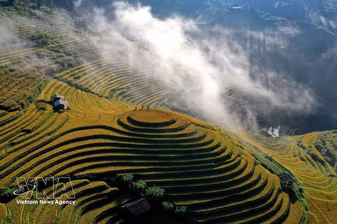 Chaque année, en septembre et octobre, les rizières en terrasses de Mu Cang Chai et Pung Luong, dans la province de Lao Cai, se parent de teintes dorées, offrant un paysage spectaculaire au cœur des montagnes du Nord-Ouest. Photo : VNA