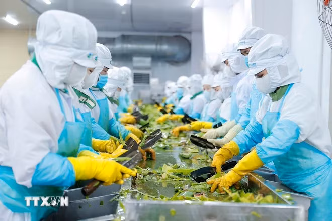 L’Azerbaïdjan s’intéresse particulièrement à l’industrie de transformation agricole du Vietnam. Photo: VNA