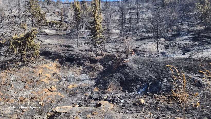 Incendie de forêt dans la province de Médéa, en Algérie. Photo: VNA