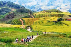 Des touristes étrangers font une randonnée à Sa Pa, au cœur de la zone touristique nationale. Photo : toptentravel.com.vn