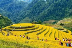 Les rizières en terrasses se parent d'or dans le Nord-Ouest du Vietnam. Photo: NDEL