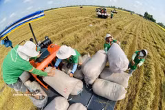 Face à une concurrence internationale, la filière riz doit élargir ses débouchés et renforcer la valeur de sa marque. Photo : VNA