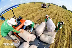 Face à une concurrence internationale, la filière riz doit élargir ses débouchés et renforcer la valeur de sa marque. Photo : VNA